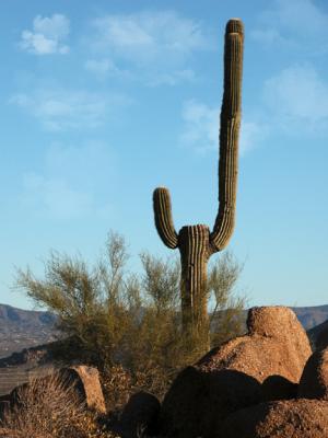 Pinnacle Peak lone cactus