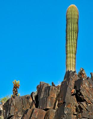 Saguaro and teddy bear cacti