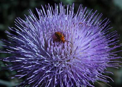 Flower and two bugs