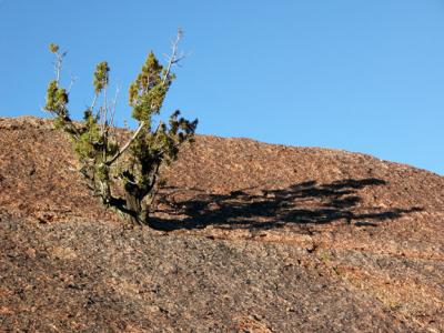 Tree growing in rock