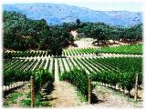 Vineyard