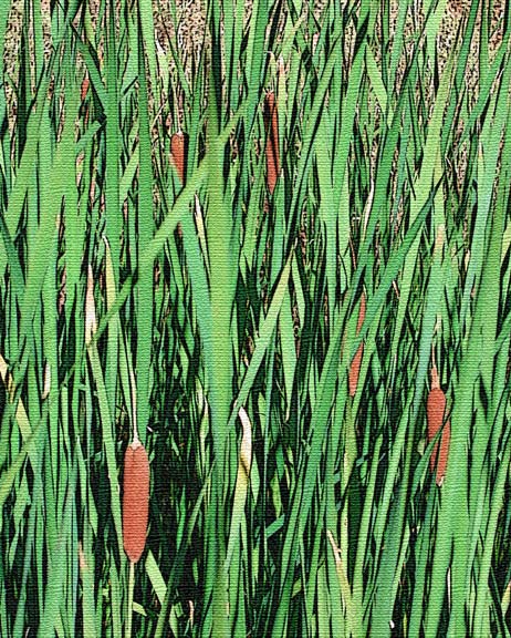 Cattails