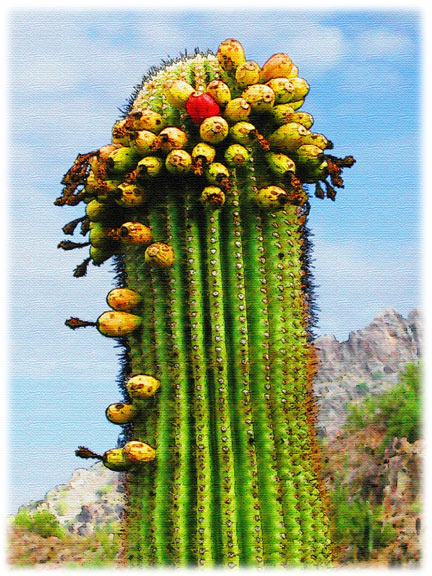 Suguaro with fruit
