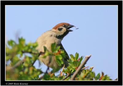 sparrow and fly.jpg