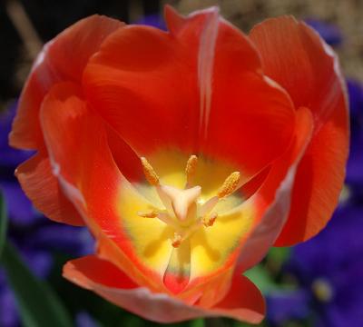 tulip4404.jpg