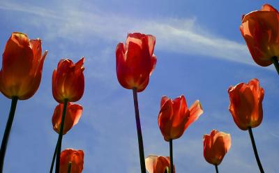 tulips4403.jpg
