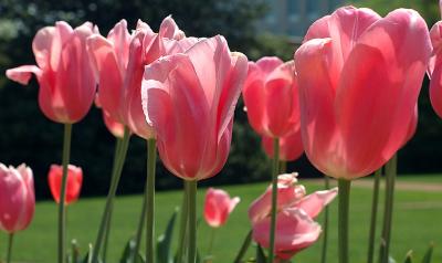 tulips4406.jpg