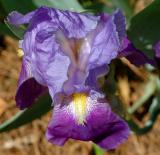 iris4400.jpg