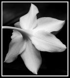 flower4633bw.jpg