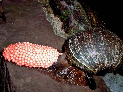 aquatic snail and eggs