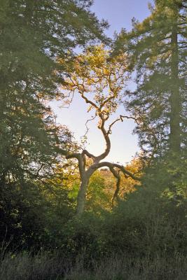 twisted tree