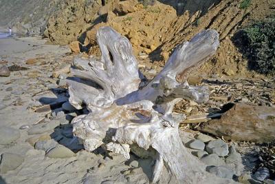 pfeiffer beach driftwood called Rose