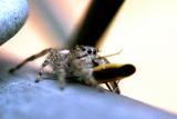 jumping spider and prey (macro)