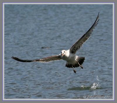 Gulls and Terns