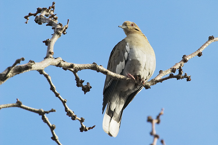 White-Winged Dove (6967)