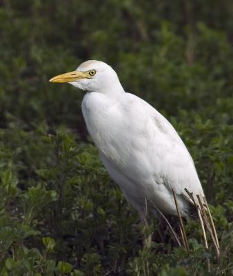 7243-Egret-in-field.jpg