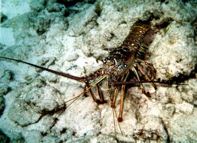 Lobster1.jpg