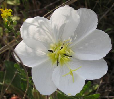 Mexican Primrose (Wildflower)