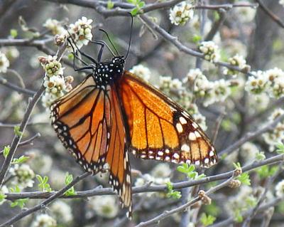 Monarch on Hackberry Bush