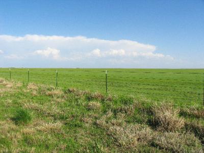 Abundant moisture has created such green pastures in Texas
this spring.