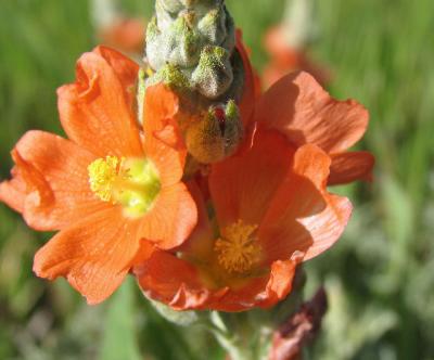 Texas Paintbrush (Wildflower)