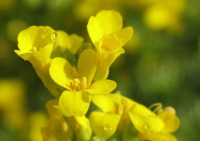 Yellow Bladderpod  (Wildflower)