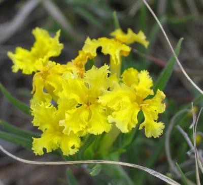 Fringed Puccoon (Wildflower)