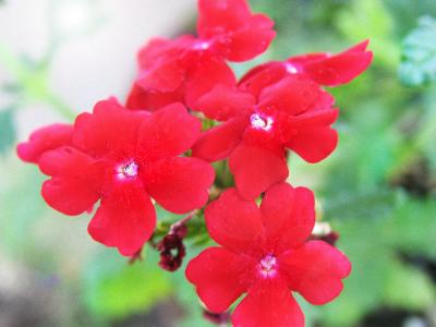 Red Verbena