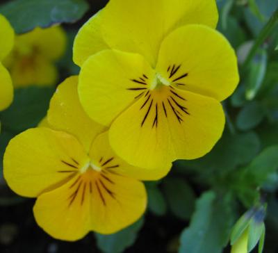Yellow Viola