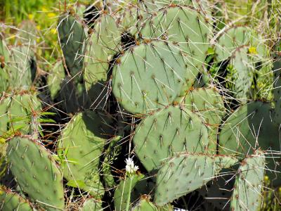 Prickly Pear Cactus (Palo Duro Canyon)