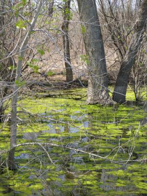 Unfortunately the water is extremely polluted because of feedlot runoff.