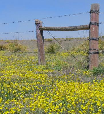 Barbed Wire and Yellow Flowers