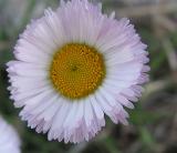 Fleabane - Daisy (Wildflower)