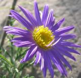 Prairie Aster - Tahoka Daisy (Wildflower)