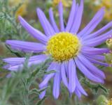 Tahoka Daisy - Prairie Aster (Wildflower)