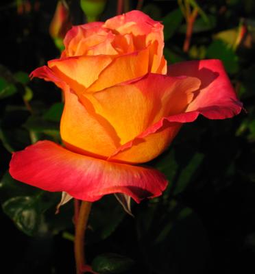 First Bloom