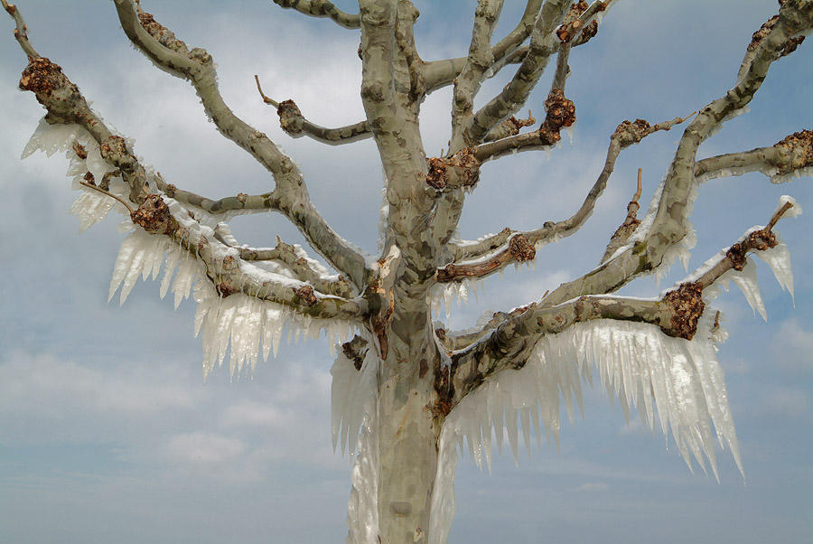 Poor tree !