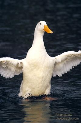 u17/scrabble/medium/42318603.aflac.jpg