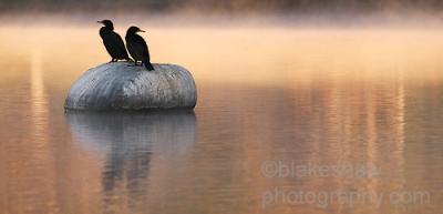 Cormorants at Dawn