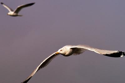 Gulls