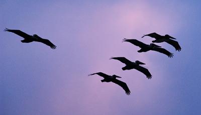 Brown Pelicans