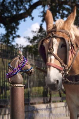 Horses and Beads
