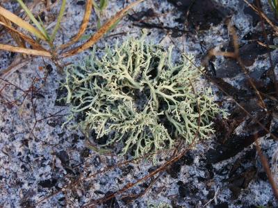 British soldiers lichen (Cladonia leporina)