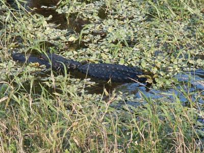 Roadside gator