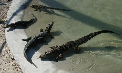 Juvenile alligators