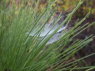 Spider web in the early morning dew