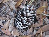 Cypress Pine Cone