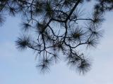 Cypress pine