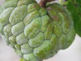 Mature Sweetsop (Annona squamosa)