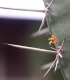 Mango blossom skewered on cactus spine